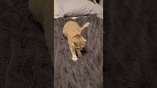 전기담요에게 주어진 합격목걸이 cat-approved electric blanket