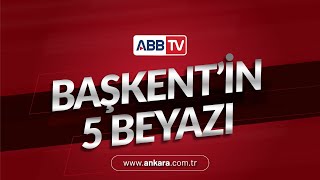 Başkent'in 5 Beyazıı - Ankara Kedisi