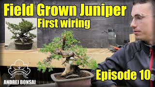 Field grown bonsai Juniper Itoigawa First wiring