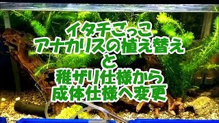 【ザリガニ飼育：水槽移設から1ヶ月～2号室で生体の入れ替えなど】Crayfish