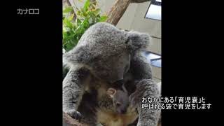 金沢動物園のコアラ／神奈川新聞（カナロコ）