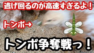 トンボ争奪戦っ！【卵の自給自足計画】【ボリスブラウンひよこ】🐥