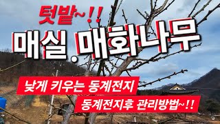 매실나무 낮게 키우는 동계전지