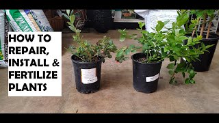 How to Repair, Install, and Fertilize Plants