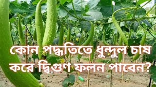 যে পদ্ধতিতে ধুন্দুল চাষ করলে দ্বিগুন ফলন পাবেন | Sponge Gourd cultivation