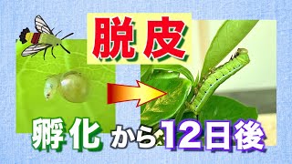 2-脱皮!!昆虫オオスカシバ終齢幼虫へ!ノーカット!