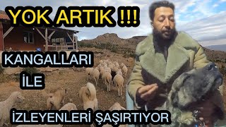 KANGALLARI ÖYLE BİR EĞİTTİ Kİ!!!! KOYUNLARI DAĞA SÜRÜP GEZMEYE GİDEN ÇOBAN?? ÇOBANSIZ KOYUN SÜRÜSÜ/