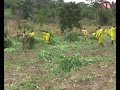 Mityana police destroys acres of marijuana plantations