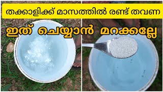 തക്കാളി ചെടികൾക്ക് മാസത്തിൽ ഇത് രണ്ട് തവണ കൊടുക്കാൻ മറക്കല്ലേ|Tomato Malayalam