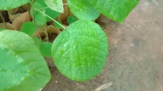 Pleurolobus gangeticus (commonly known as Salparni, Pullati, ഓരില. പ്രഥക് പർണ്ണി) Medical Plant