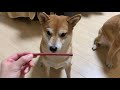 肛門線絞りに絶叫する柴犬