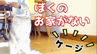 お外でケージ丸洗い  その時1人家でうさぎさんは…#129