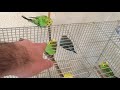 the horrifying truth about breeding budgies