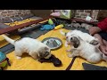 【20日目】バイバイままパイよろしくご飯【great pyrenees】