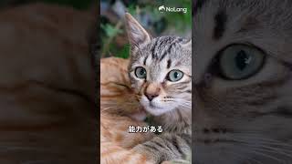 あなたの知らないネコの秘密5選#ネコ#猫#ペット