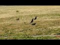 二子玉川bird sancyuary 多摩川遊園野鳥観察図鑑　鶫　ツグミ　群れ初めて観た‼️ 2023年2月28日