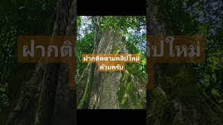 one day trip สุคิริน | Ep.2 | ต้นไม้ใหญ่\u0026เนินพิศวงบ้านภูเขาทอง อ.สุคิริน จ.นราธิวาส @in_t.t.t