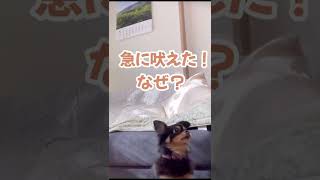 急に吠えた！なぜ？