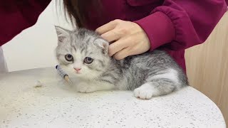  Ma Ma, help me! The first vaccination for kittens 