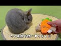 no.13 a rabbit who is so focused on playing that he starts to stare