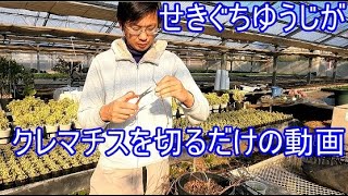 冬季に行う旧枝咲き管理（キリテカナワ）その１・剪定編