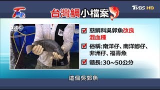 不打激素 靠分子標誌 培育100%超雄性台灣鯛 T觀點 20200411 (3/4)