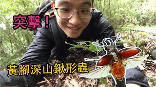 【皮特玩自然】突擊高山小精靈，黃腳深山鍬形蟲！