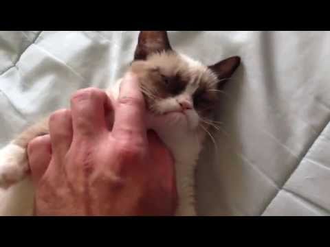 The Original Grumpy Cat! The Original Grumpy Cat!