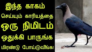 இந்த காகம் செய்யும் காரியத்தை ஒரே ஒரு நிமிடம் மட்டும் பாருங்க மிரண்டுபோய்டுவீங்க | panchumethai