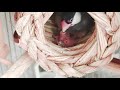 ちびっこ4ちゃん 孵化四日目　hatching egg 20 ひめちゃんとぼくたち 文鳥