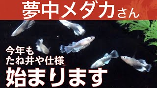 夢中メダカさんの改良メダカ講座【保存版】｜夢中メダカ＆たね井や 取材風景｜たね井やチャンネル