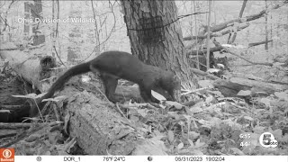 A once-extirpated animal is back in Northeast Ohio