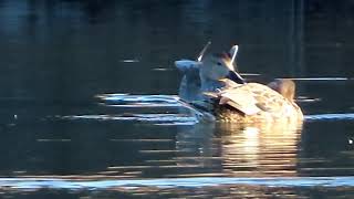 2024.11.25新横浜公園の野鳥_チャプター付き