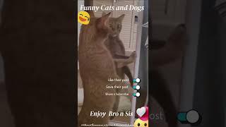 best funny cats and dogs videos 2023 - funniest cats and dogs videos #shorts