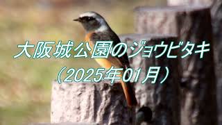 大阪城公園のジョウビタキ（2025年01月）