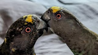 Meyer's parrot | Meyer's parrot sound