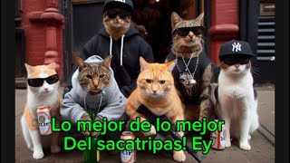 LOS MEJORES VIDEOS DEL SACATRIPAS