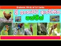 Endemic Birds of Sri lanka | ශ්‍රී ලංකාවට ආවේණික පක්ෂීන් | ඒක දේශික පක්ෂීන් | Sri lanka