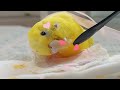 食べることは生きること シニアセキセイインコ 9歳 old budgerigars live by eating