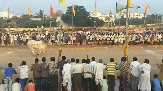 Gollamudipadu Ongole bull show at Narasaraopet