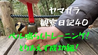 ヤマガラにベルを教えたい！4【野鳥と遊び方40】 #birds