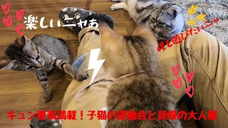 キュン要素満載！子猫の運動会と我慢の大人猫　Kitten athletic meet adult cat watching