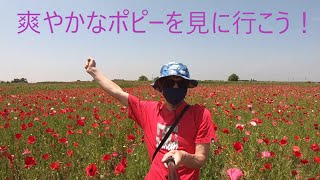 【埼玉県】さあ！日本一の広さを誇るポピーを見に行こう☆彡春の爽やかなポピーを見て感動！【こうのす花まつり】