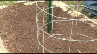 Planting Mirlitons - Home vegetable garden