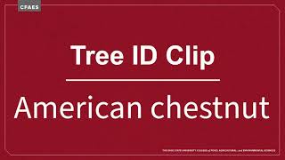 Tree ID Clip: American chestnut