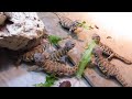 elevages lisard 2018 uromastyx geyri babies eating greens