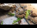 elevages lisard 2018 uromastyx geyri babies eating greens