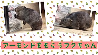 【wombat】アーモンドをもらうフクちゃん☆(Get almonds)