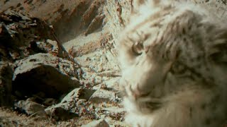 Baby Snow Leopard in the Himalayas | Expedition Tiger | BBC Earth