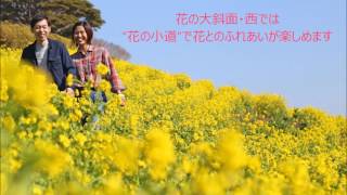 マザー牧場　菜の花　2017